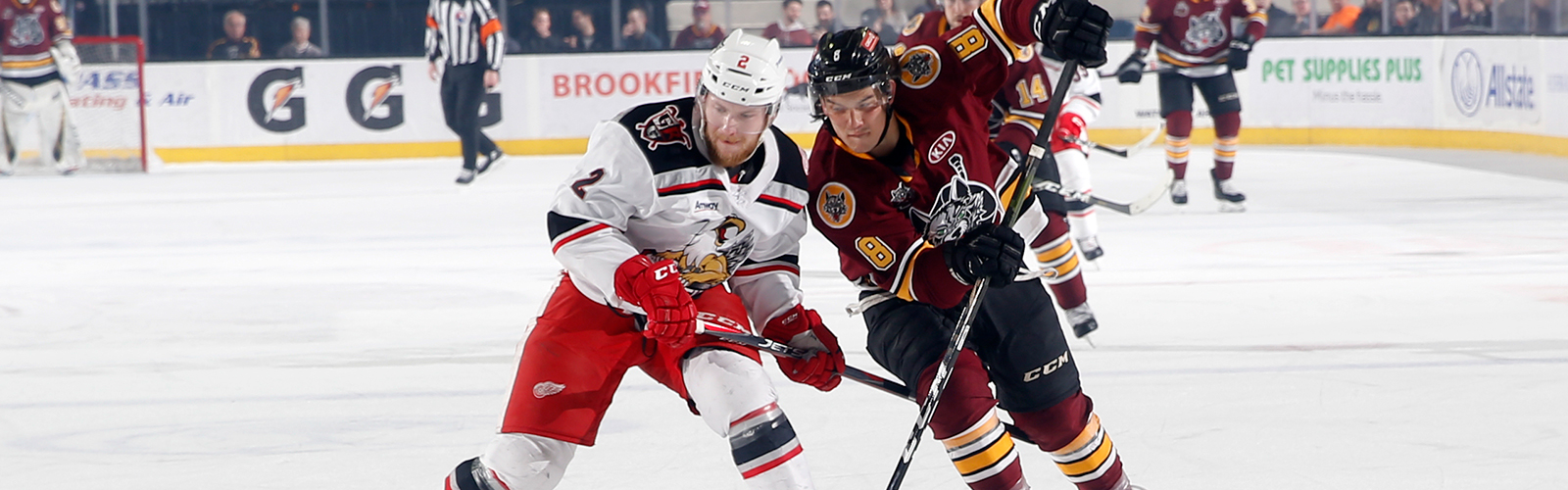 Grbp Wolves Gallery: April 19 vs. Grand Rapids Griffins - Chicago Wolves